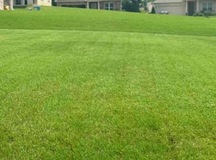 Sonya M.'s Lawn Care service result