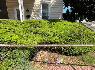 Bush Trimming by ROLANDO ICO COC for Brian O. in Ephrata, PA