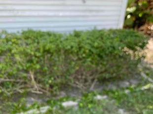 Bush Trimming by Charles Walton for alesia r. in West Palm Beach, FL