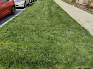 Aurora B.'s Lawn Care service result