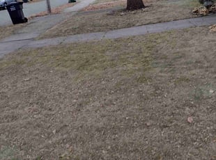 Leaf Removal by Matt Anderson for Megan R. in Minneapolis, MN