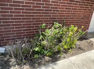 Bush Trimming by Chris Richey for Rosana E. in Round Rock, TX