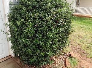 Bush Trimming by Jonathan Wright for Michelle H. in Rock Hill, SC
