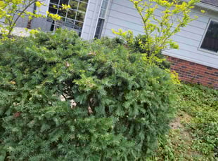 Bush Trimming by Felix Wallace for Debra M K. in Florissant, MO
