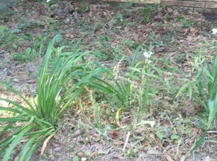 Weeding by Jeryl Scott for Linda M. in Tallahassee, FL