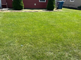 Jazmin C.'s Lawn Mowing service result