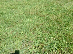 Diana P.'s Lawn Maintenance service result