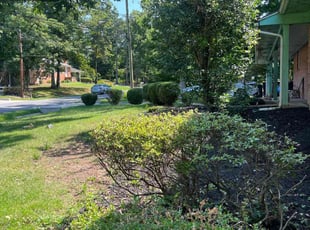 Bush Trimming by Ace Morris for kathleen d. in Adelphi, MD