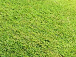 Lori N.'s Lawn Care service result