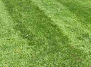 Christine S.'s Lawn Mowing Service service result