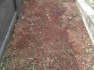 Cleanups by Allan Roberts for Caitlin E. in Washington, DC
