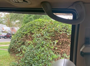 Bush Trimming by Danielle Patterson for Fred B. in Norfolk, VA