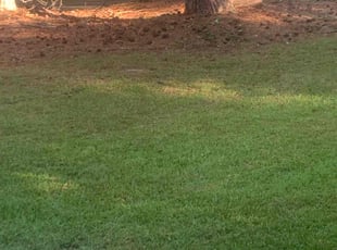 Suzy E.'s Grass Cutting service result