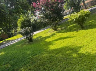 Bush Trimming by Derion Galvin for Shalanda T. in Little Rock, AR