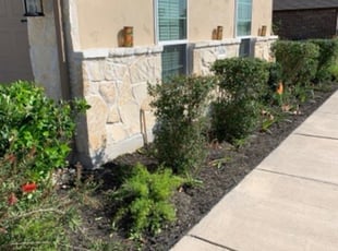 Bush Trimming by Noe Perez for Quinton B. in Schertz, TX