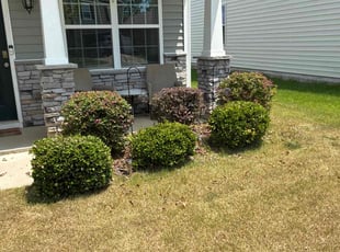 Bush Trimming by Amanda Carteri for Rosemarie T. in Clayton, NC