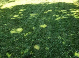 Amanda R.'s Yard Cutting service result
