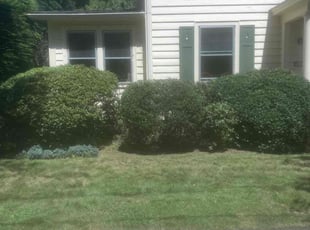 Bush Trimming by Harry Figueroa for Alfons S. in Longmeadow, MA
