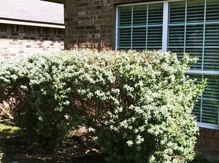 Bush Trimming by Derek Schoenfeld for Eric R. in San Antonio, TX