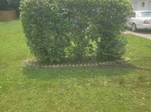 Bush Trimming by Champ Carnes for Chunte B. in Hampton, GA