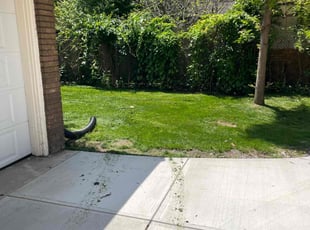 Irene S.'s Lawn Mowing service result