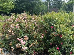 Weeding by Guirvens Bayard for Janice H. in Worcester, MA
