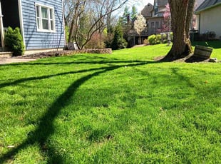 Teresa P.'s Lawn Service service result