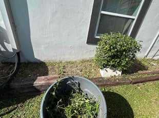 Bush Trimming by Feliciano Perez for Bill D. in Tampa, FL