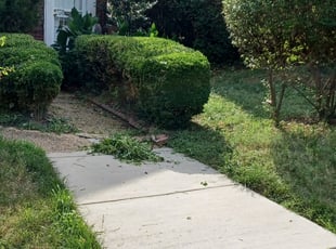 Bush Trimming by Jose Paz for Richard M. in Washington, D.C., DC