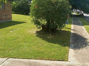 Bush Trimming by Terry Felo for Darren B. in New Orleans, LA