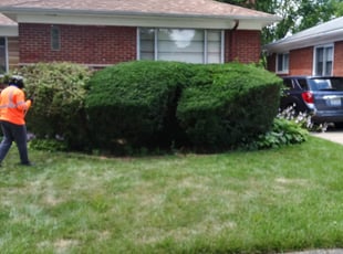 Bush Trimming by Rodney Childs for Patricia H. in Oak Park, MI