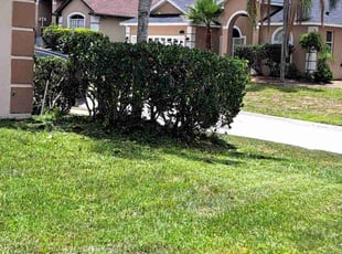 Bush Trimming by Shaun Gapp for Tyler C. in Davenport, FL
