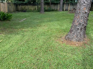 Tommy p.'s Lawn Mowing service result