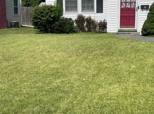 Danae J.'s Lawn Mowing Service service result