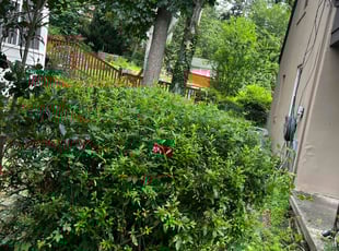 Bush Trimming by Caree Keith for OWEN W. in Hyattsville, MD