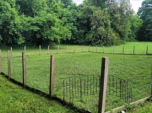 Suzanne T.'s Lawn Care service result