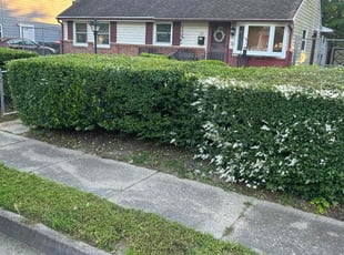 Bush Trimming by James Mozelle for barbara g. in Hampton, VA