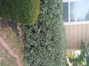 Bush Trimming by Jesus Cepeda for Dean H. in Cedar Park, TX