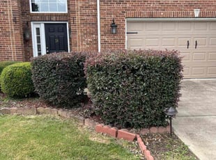 Bush Trimming by Kadeem Middleton for Rose B. in Simpsonville, SC