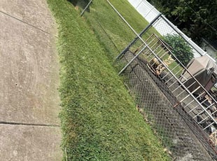 Trenton B.'s Lawn Mowing service result