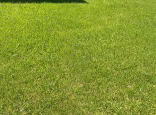 Elizabeth R.'s Lawn Mowing service result