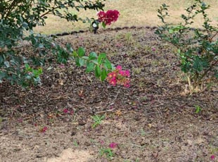 Weeding by Errick Perrin for Vladymyr G. in Monroe, GA