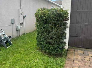 Bush Trimming by Patrick Paul for Kathryn M. in Windermere, FL
