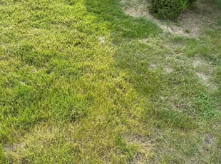 Bush Trimming by Leonard Smithers for Sue l. in Columbus, OH