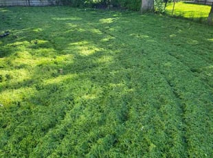 Sarah M.'s Lawn Mowing service result