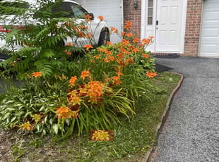 Bush Trimming by Santos Ayala for Denisha R. in Allentown, PA