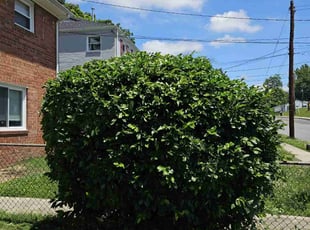 Bush Trimming by Artavius Clark for Pamela T. in Capitol Heights, MD