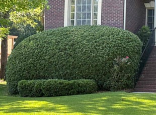 Bush Trimming by Amelia Brown for Rebecca C. in Blythewood, SC