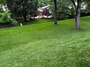 Lu Z.'s Lawn Mowing service result