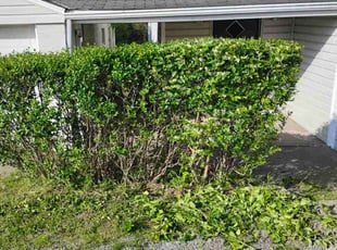 Bush Trimming by Junior Rosè for Dwight B. in West Mifflin, PA